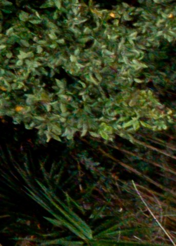 Benalmadena t 1d 09 12