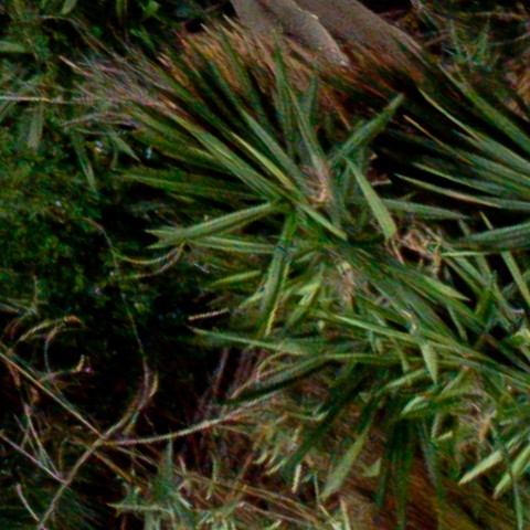 Benalmadena t 1d 10 11