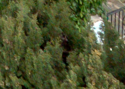 Benalmadena t 1f 12 11