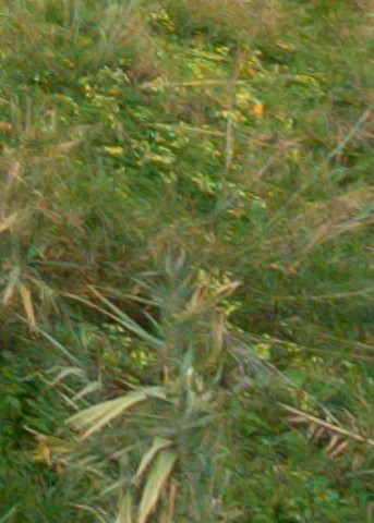 Benalmadena t 1l 10 12