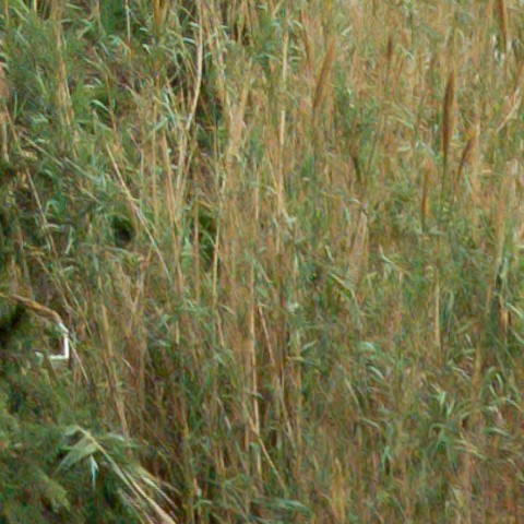 Benalmadena t 1r 11 09