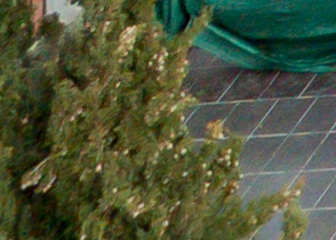 Benalmadena t 1r 12 01