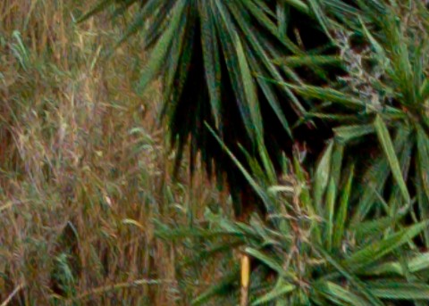 Benalmadena t 1r 12 10