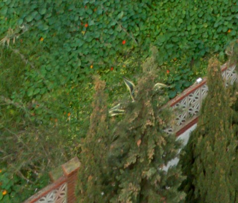 Benalmadena t 2f 06 02