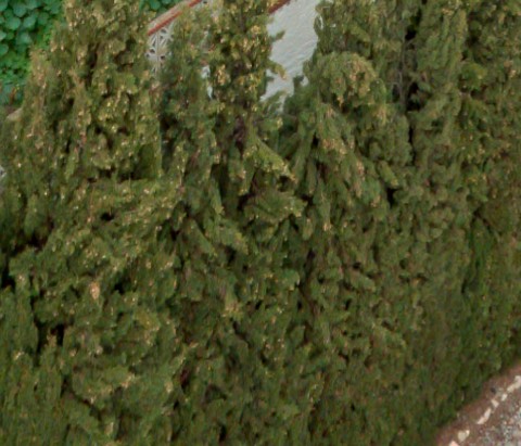 Benalmadena t 2f 06 03