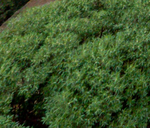 Benalmadena t 2l 06 01