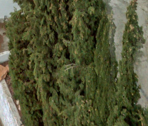 Benalmadena t 2l 06 04